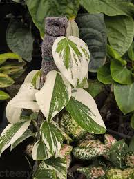Image result for Epipremnum en casa