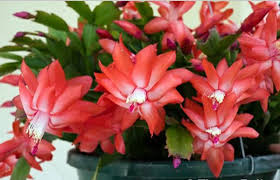 Bunga wiajaya kusuma memiliki nama latin epipyllum oxypetalum. Jual Tanaman Bunga Wijaya Kusuma Merah Pink Ungu Putih Di Lapak Toko Murah Bukalapak