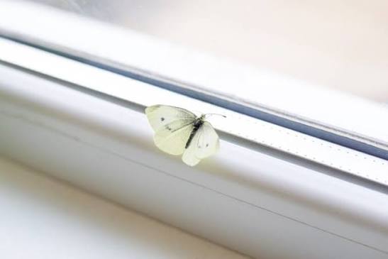 Did you know that when white butterflies visit you, it may be a sign your house is.. See more in the comments 👇👇