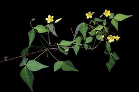 Image result for Oxalidaceae