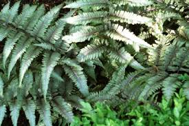 Image result for Athyrium annae