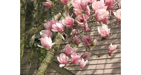 Japanese Magnolias Provide Late Winter Color Be blessed by these images of the exquisite magnolia grandiflora (southern magnolia) and magnolia x soulangeana (chinese magnolia/saucer magnolia). japanese magnolias provide late winter