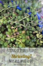 Because the string of pearls is prone to root rot caused by overwatering. Why Are My String Of Pearls Shriveling Succulent Plant Care