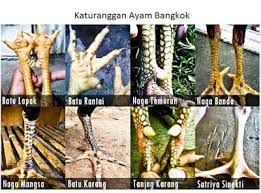 Tersedia dari jenis ayam bangkok import thailand original, ayam bangkok f1 dan ayam bangkok kawin silang gen lain. 33 Ide Ayam Bangkok Aduan Ayam Bangkok Ayam Jantan