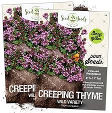 Tiny, very hairy leaves make this low growing thyme appear silver. Amazon Com Seed Needs Wild Creeping Thyme Thymus Serpyllum Twin Pack Of 5 000 Seeds Each Toys Games