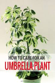 How To Care For Your Indoor Schefflera Plant Get All The Care Information How Much Light When To Water How To Prune A In 2020 Umbrella Plant Care Plants Schefflera