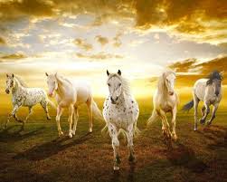 Mobile compatible 2018, seven horse wallpapers, chivas wallpaper hd, resolution: Free Download Seven Horses Wallpaper 7 For Android Apk Download 1920x1080 For Your Desktop Mobile Tablet Explore 57 Horse Wallpaper Images Horses Wallpaper Free Wallpaper Of Horses Spring Horse Wallpaper Images