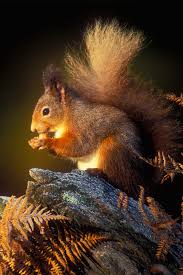 Find the best squirrel wallpaper on getwallpapers. Squirrel Wallpaper For Iphone 11 Pro Max X 8 7 6 Free Download On 3wallpapers