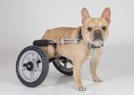 Chicago french bulldog rescue said it was 121 degrees in the moving van when the puppies were found without access to food or water. French Bulldog Rescue Network Spine Injured Disabled And Cart Dogs