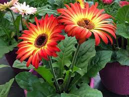 Gerbera Jamesonii Erlebnisgartnerei Hodnerhof Ebbs Mils Dez Zimmerpflanzen Gerbera Daisy Plants Gerbera