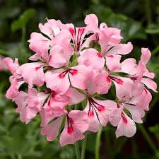 Plant profile of pelargonium 'appleblossom rosebud' on gardenersworld.com. Cascade Appleblossom Syngenta Flowers