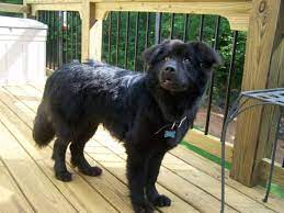 Labrador Chow Mix Breed Info Characteristics And Pictures Animalso