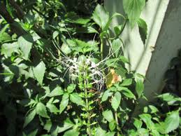 Image result for Orthosiphon scedastophyllus