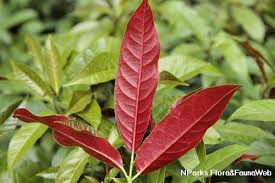 Image result for Excoecaria