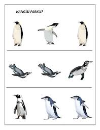 Okul Oncesi Donemde Kullanilabilecek Penguen Konulu Etkinliklerimiz Bu Sayfamizda Bulunmaktadir Bagcik Gecirmeden Boyama Calismalarina Penguen Okul Okul Oncesi