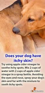 Add one cup of baking soda to the tub and mix it into the water. 20 Dog Itchy Remedies Ideas In 2021 Itchy Dog Dog Remedies Dog Skin