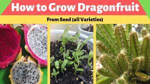 Growing dragon fruit in hot and cold climates. How To Grow Dragon Fruit From Seed Red White And Yellow Dragon Fruits Youtube
