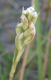 Image result for Zeuxine