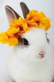 Plumeria Flower Search Results Baby Animals Pictures Cute Baby Bunnies Cute Little Animals