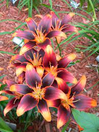 Check spelling or type a new query. Lily Lilium Starlette In The Lilies Database Garden Org