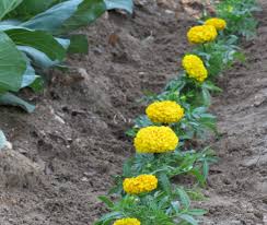 This is true of using coffee grounds in your vegetable garden. Eggshells Coffee Grounds Flour Etc Plants Lawn And Garden Garden Pests