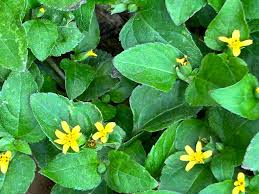 Image result for Calyptocarpus vialis