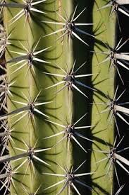 Are cactus poisonous to humans and pets? 210 Nature Ideas Patterns In Nature Textures Patterns Color Textures