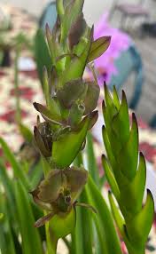 Image result for Rhipidoglossum densiflorum