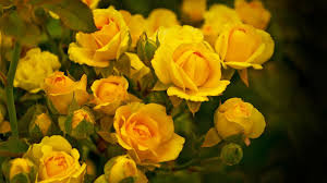2041 232 flower nature flora. Yellow Flowers Hd Desktop