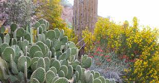 Take a guided tour of the garden to learn about the medicinal properties of certain species and their importance to. Cactus Garden Tour Self Guided Tour The Phoenician
