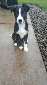 The pointer border collie mix's eagerness to work as his parents makes these dogs extremely suitable to the family home as well as hunting, tracking, and. 20 Short Haired Border Collie Ideas In 2021 Border Collie Collie Short Haired Border Collie