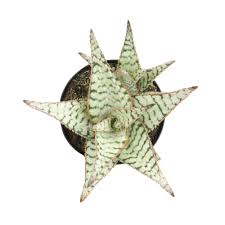 Image result for Aloe cannellii