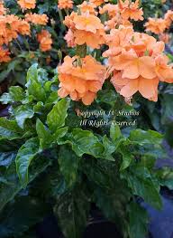 Image result for Crossandra fruticulosa