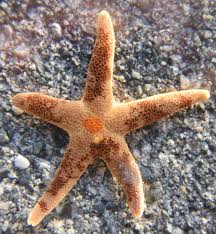 Image result for Eriosema pumilum