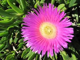 Image result for Carpobrotus