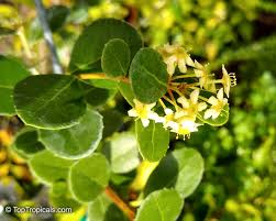 Image result for Maytenus