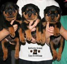 Don't miss what's happening in your neighborhood. German Rottweilers Puppies For Sale Rottweiler Puppy For Sale