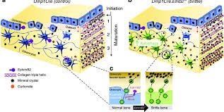 Model Of Osteocytic Ephrinb2 Regulation Of Bone Matrix Composition A Download Scientific Diagram