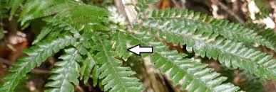 Image result for Amblovenatum opulentum