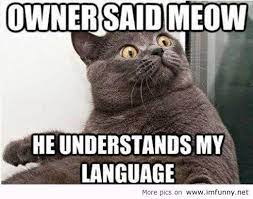 Funny Cat Faces With Sayings Jpg 521 411 Pixels Cat Quotes Funny Funny Animal Pictures Animal Captions