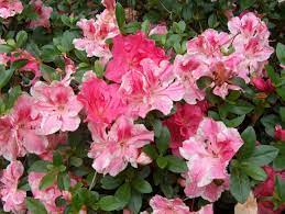8 Beautiful Hardy Trees And Shrubs To Plant Now In South Louisiana Flowering Shrubs Azalea Shrub Azaleas