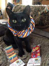Birds Be Safe Collar What To Wear What To Wear All This New Zealand Cat S Choices Are Bright And Birdsbesafe Brand Keeping Birds Safe Gatos Organizadores