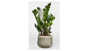 Tanama zamia dolar (zamioculcas zamiifolia) yaitu jenis tanaman dengan struktur daunnya yang yang banyak, tebal dan. Zamio Pohon Dolar Tribunnewswiki Com Mobile