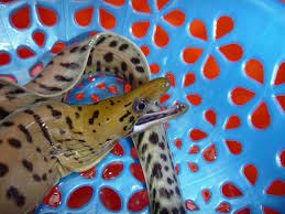 ヘリゴイシウツボ