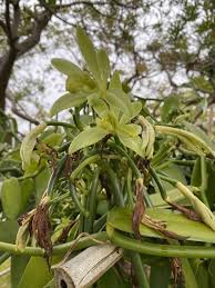 Image result for Vanilla polylepis