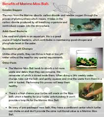 Benefits Of Marimo Moss Balls Schildkroten Lebensraum Schildkrotenaquarium Schildkrotenbecken