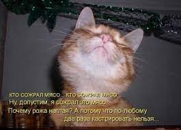 смешные картинки с котами с надписью - Hello World