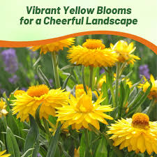 Image result for Helichrysum setosum