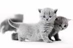 British Shorthair - Wikipedia