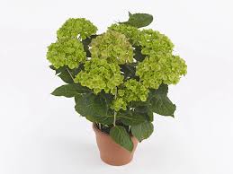 Image result for Motandra paniculata